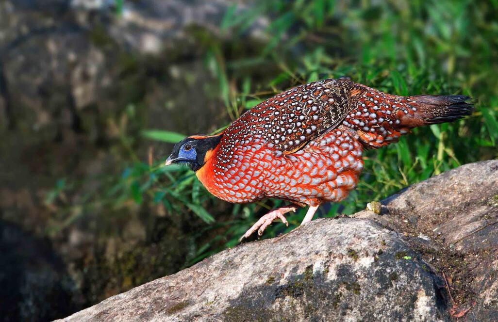 鸣声像小孩啼哭的"娃娃鸡"—红腹角雉