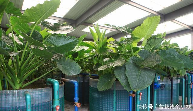 太多人不知道,在家里放上这几款植物,既能驱蚊还能吸甲醛