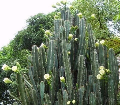 这三种花虽然丑,古代“大户人家”最爱养,“寓意好”遇水就疯长!