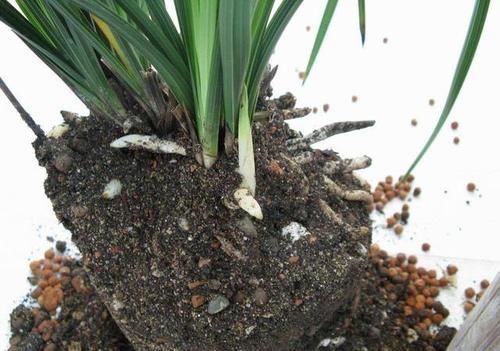 松针发酵腐熟做营养土,为什么要选择生松针,不宜选择干松针?