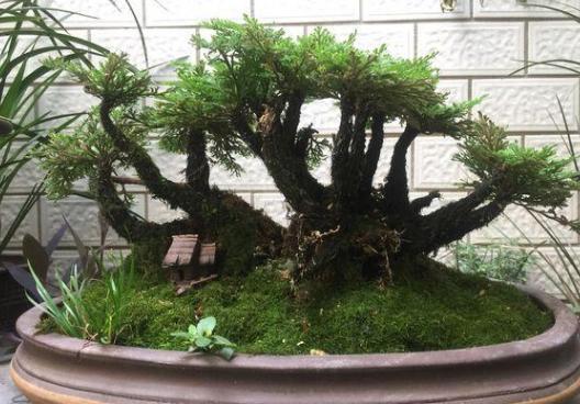 养卷柏无需花钱买幼苗,野外寻些带回家,这样处理制成漂亮盆景