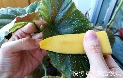 香蕉皮也是养花“宝”，学会2种方法，养花叶子油绿、新芽多