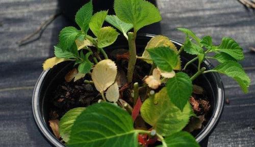  绣球|大花绣球修剪走起，不然来年无法开花