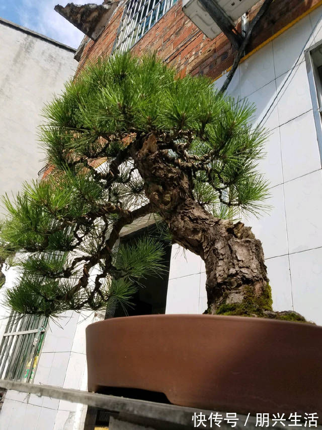 到园艺师家里做客,欣赏到了很多精品盆景,一起来感受盆景的魅力