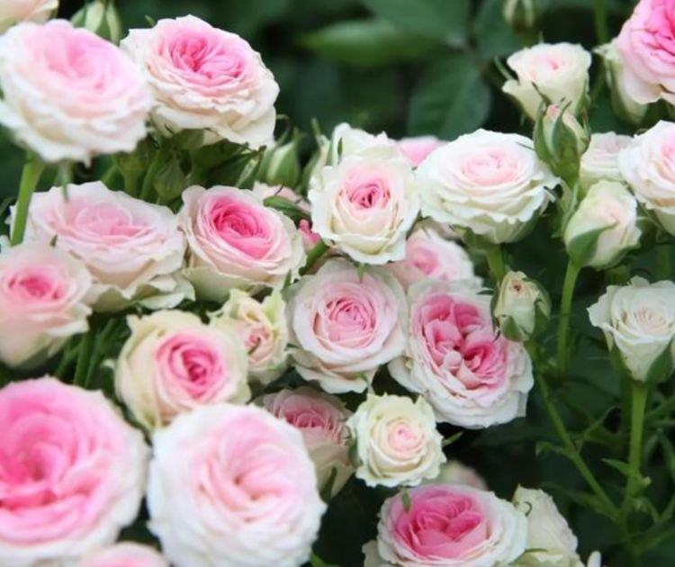 4种花,美得“倾国倾城”,四季开花不断,阳台变成小花园