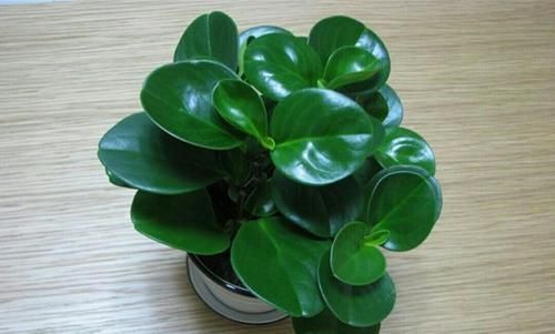 夏天|夏天8种花不用买,掐个叶子就能插活,让你的阳台变花园