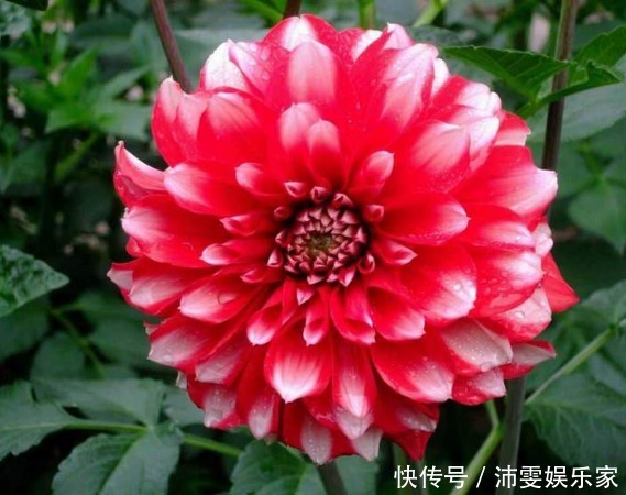 菊花|喜欢菊花，不如养盆“稀世名菊”大红芍药，花开似芍药，妩媚端庄