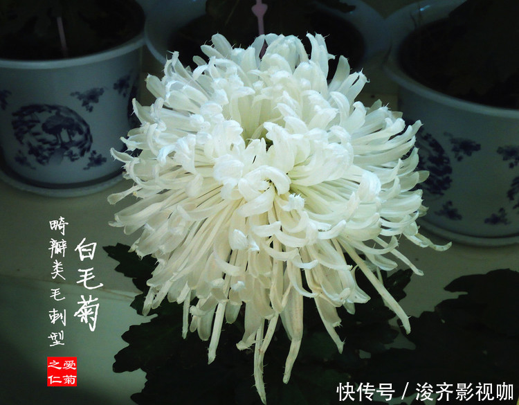 生肖女|婚后最能管住丈夫的4个生肖女,毫不手软,却越管越有钱