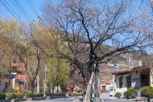 探寻大山深处的济南金刚纂村，盘山公路蜿蜒曲折，村里有两棵古树