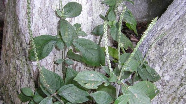 咳嗽|农村不起眼的3种野草,治疗咳嗽是一绝,很多人不知晓