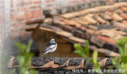 古人|为何故宫屋顶600年来没鸟粪专家道出真相，不得不佩服古人智慧