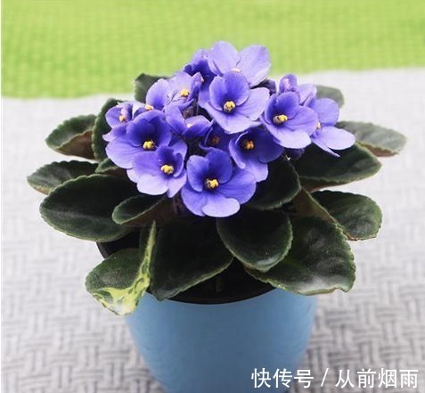 浇水|开花不断的5种花卉,赏花又闻香,花期超长,漂亮又好养!