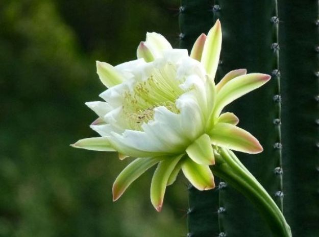 喜欢养花，不如试试这些花朵，花开美艳，沾土即活，枝繁叶茂花美