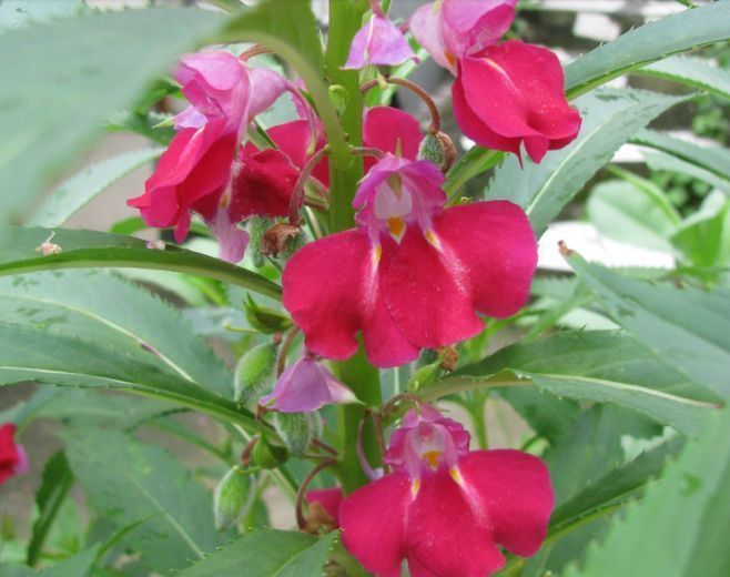 种花|“1种花”沾土就活，比长寿花、月季都好看，尤其女生最喜欢