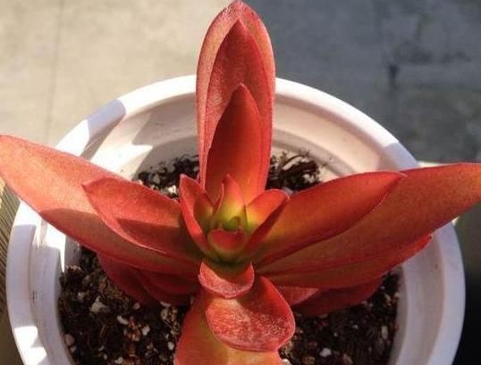 阳台上的一盆多肉植物“撑裂”成这个样子我以为只是淋雨淋的