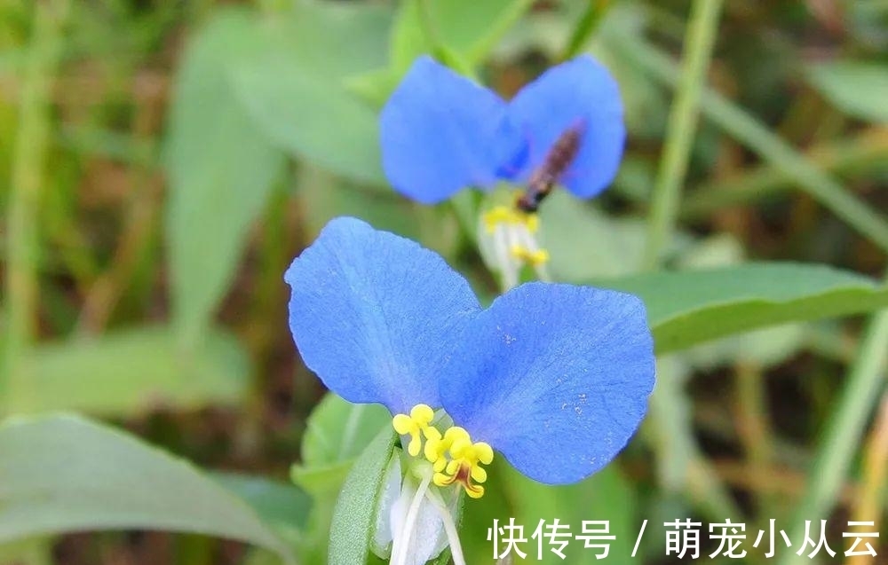 水稻|稻田里的“竹子”,曾是民间极品野菜,请不要错过了,炖肉很美味