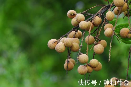 肝火|以下4物是枸杞的“好搭档”,坚持喝,降肝火、助睡眠、补益气血