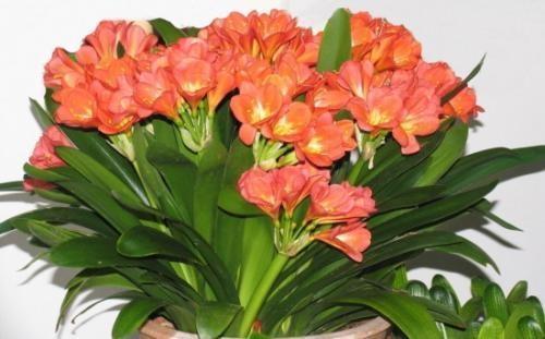 什么淘米水、柳树枝，都不如花盆撒把它，君子兰“打鸡血”猛开花