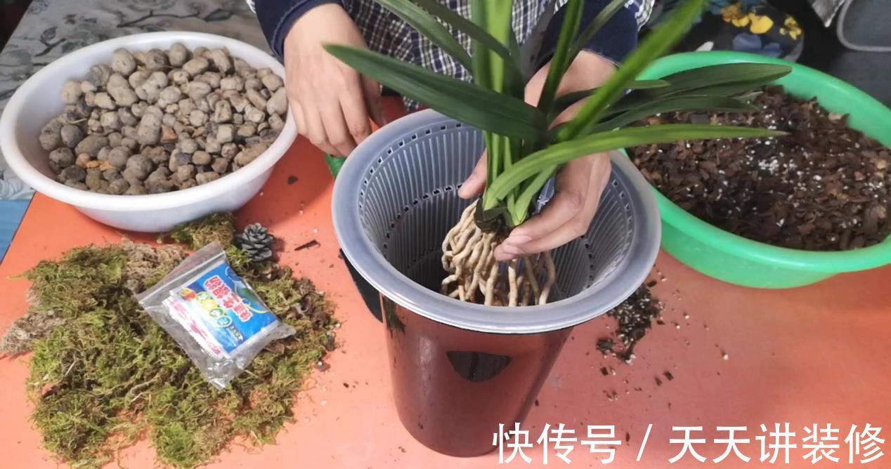 煤炭球|烧完的煤炭球养花前,需先按这些步骤处理、用