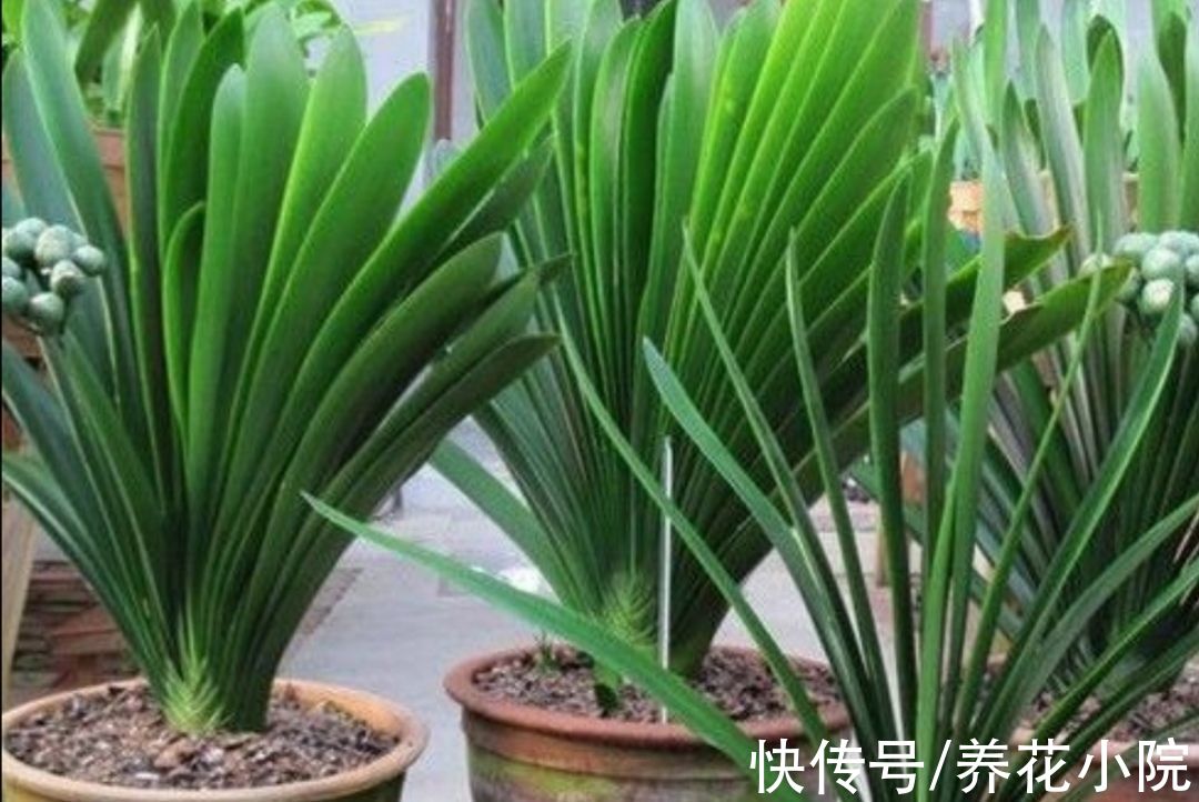 君子兰喂上“2种肥”，叶子长得快，饱满厚实又有光泽