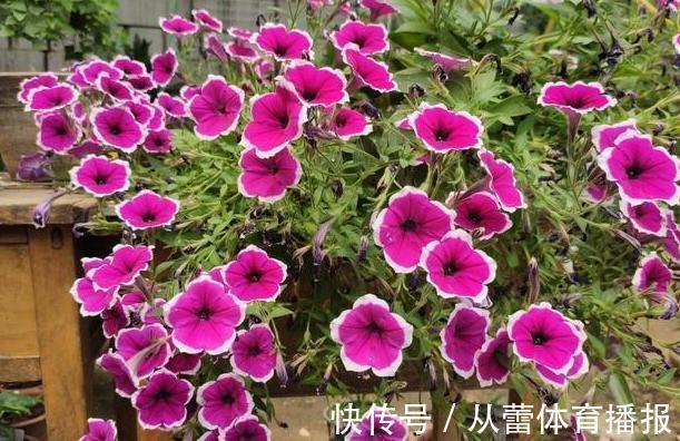 基肥|给花草换盆怕入坑?掌握6处正确做法,再不用烦恼伤亡问题