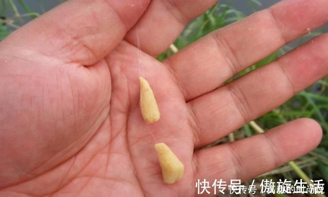 鱼层|冬天狂口的水中精灵银鮈，方法用好野钓也可以小爆护哦！