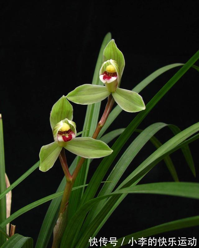 兰花花期实在长得慢?老花匠教你一招,让它30天内就开爆盆