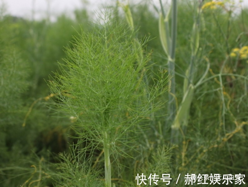 祛风|孜然降火平肝，祛风止痛，让更优质高产的孜然上市，只需做好三点