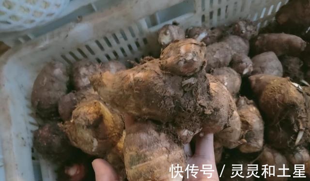 差别|买芋头,究竟是芋头母好还是芋头子好,老菜农别吃错,差别很大!