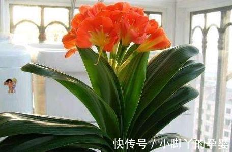 吃剩的3种垃圾别乱丢,拿来养花肥效足,叶片常年绿油油