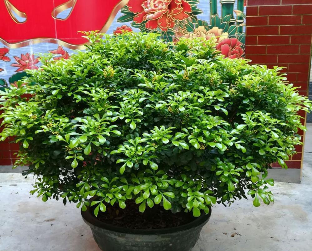 浇灌|这6种常见药，人吃不完就拿来养花，操作简单，效果好