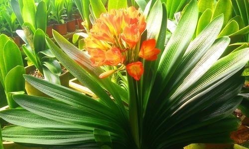 背光处|君子兰“长歪了”,调整方法很重要,错一点花箭都不冒