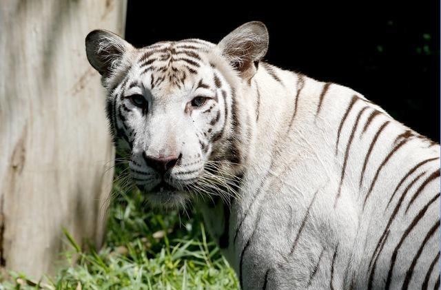 白虎|“白虎”到底是什么?晚清首富胡雪岩,临死前告诫子孙:勿近白虎