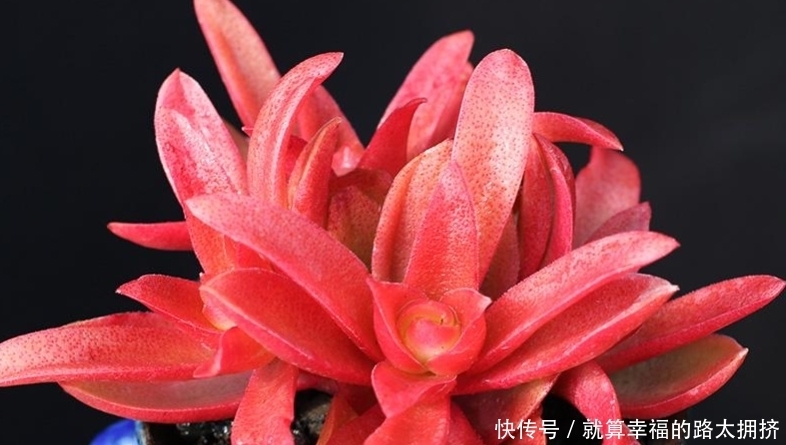 喜欢多肉?建议春节入手这些红色系品种,可以平添几分过年的气氛