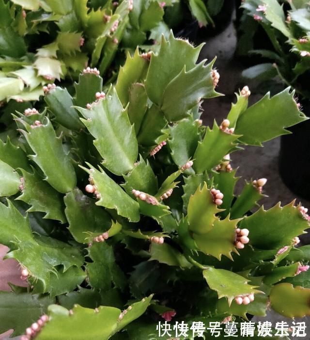 休眠期|蟹爪兰叶子“软塌塌”?教你做3步,嗖嗖冒新叶,入冬花朵爆盆