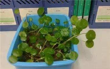 养花|除了花盆之外,这些东西也是绝佳的养花神器,你用过吗?