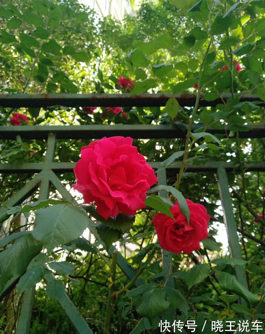 月季易生白粉病,做好这4点,叶绿花艳醉金杯