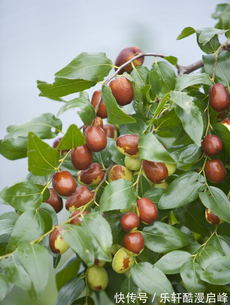 搅拌均匀|中秋来临,这8种“秋果”要多吃,家人团圆必备,降燥润肺两不误