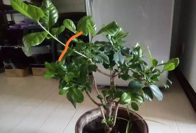 生根|养花不开花,剪一刀,抹个芽,窜出满满一盆栀子花,太香了