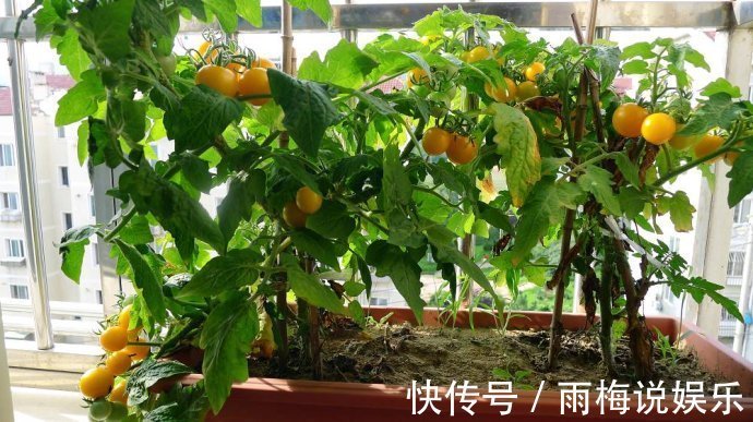 阳台|最适合阳台种植的5种盆栽水果，结果多、好养活，健康又美味！