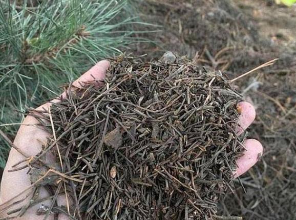 绿化带中的这2样,全是养花的宝贝,盆栽植物还能提供有机质