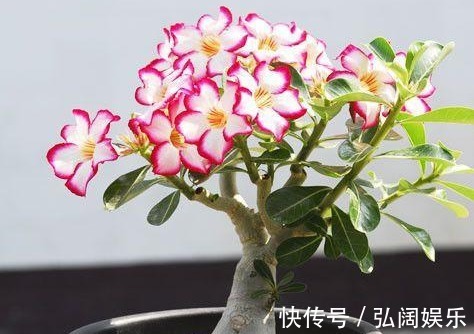 以下5种不需要浇水也能生长的花卉,养花再也不是难题