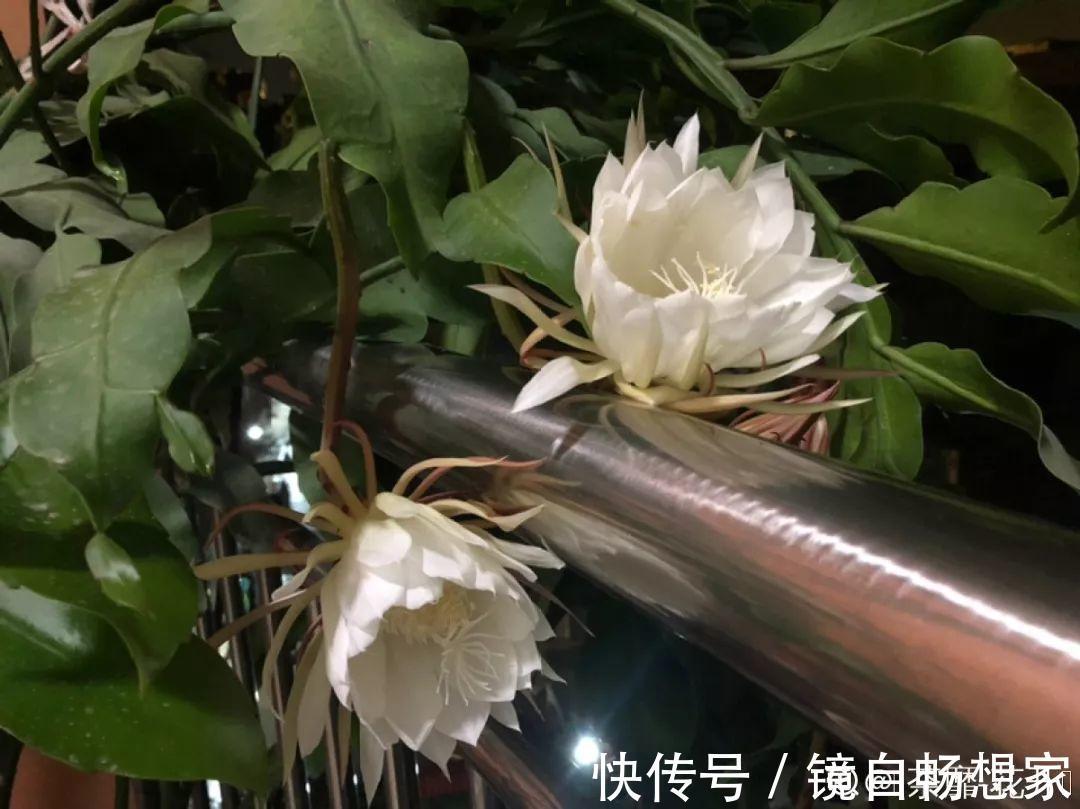 这花真稀罕,刚开花就被掐光了,花钱未必买得到!