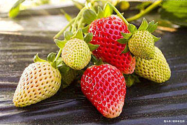 對身體很好的食物，可養肝明目，美容抗衰，滋補身體，再貴也別省