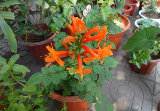 10月过半,养花就选这6样,随便2株就能将阳台、庭院变成花海