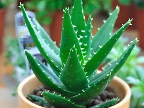 5种净化空气的花，扫光室内“甲醛、二手烟”，养在客厅美极了