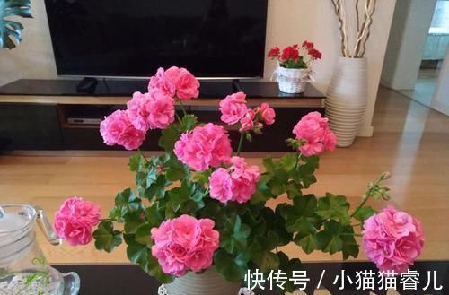 此花开花漂亮,花期长又勤花,连叶子都是清香的,值得拥有