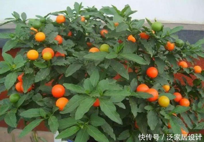 果实|养花就养4种花,家里养一盆,花开富贵华丽,多姿多彩