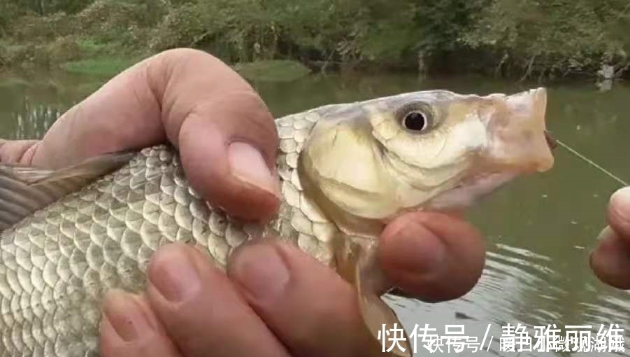 如何从杂鱼堆中钓获大板鲫？果断试用这3招，钓上的鱼巴掌大