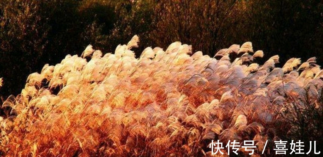 下联@野渡征联:月荡荻花登柳岸,征对下联